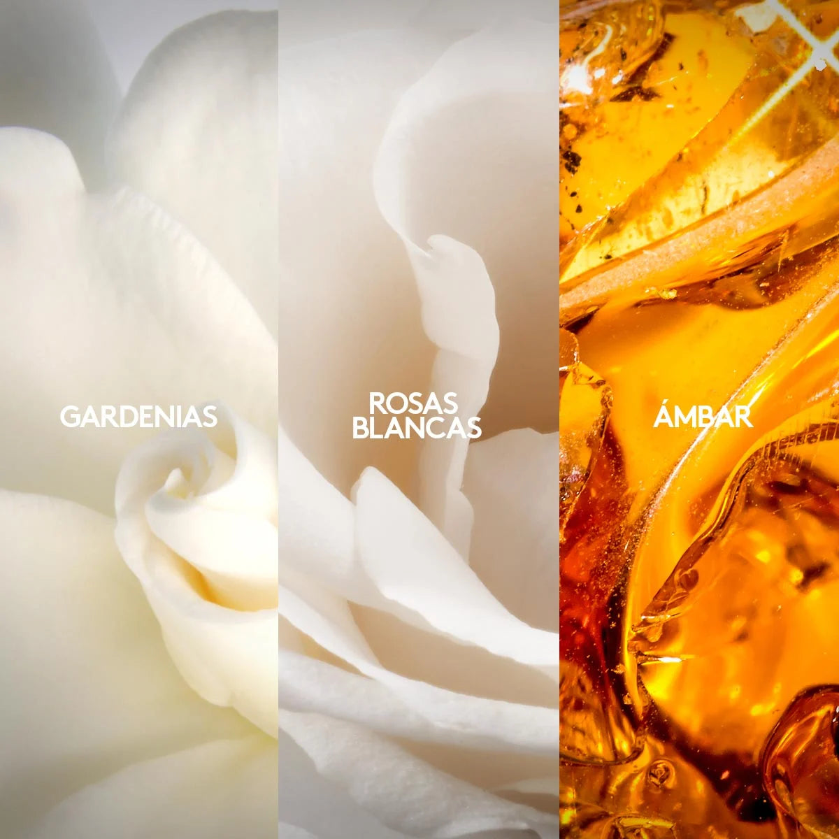 Fiori Eau de Parfum, 50 ml