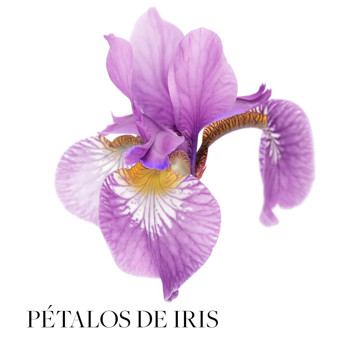 Chic Perfume de Mujer Edición Limitada 50 ml