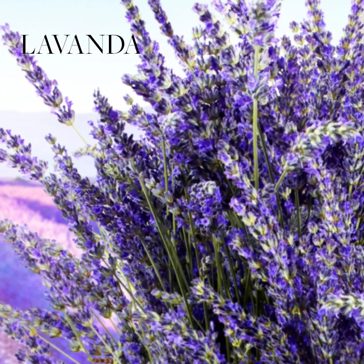 Spa Collection Colonia Lavanda 100 ml